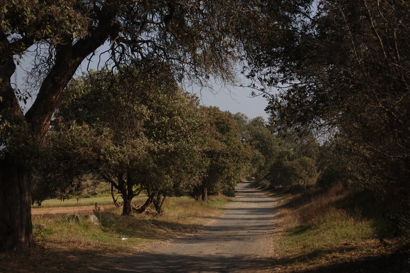Camino rural en Ayapango