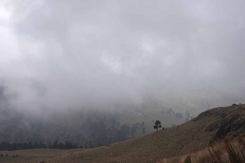 Neblina