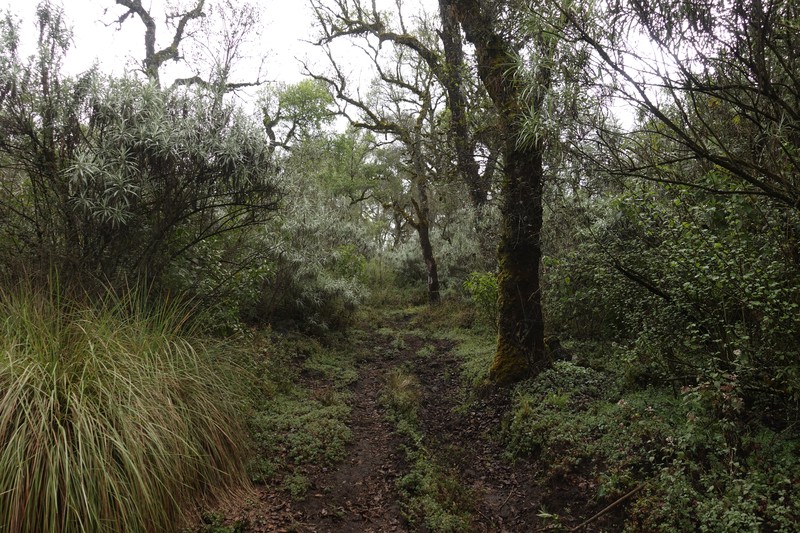 Camino regular de Parres
